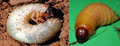 La larva de la izqda. se corresponde con la