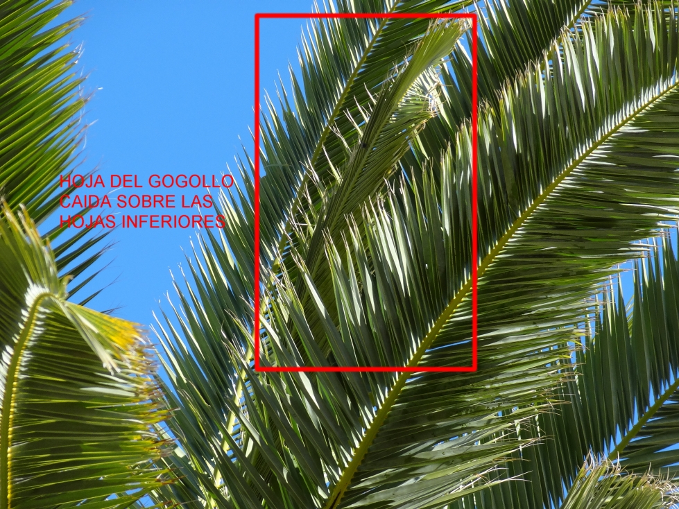 En esta foto podemos apreciar ausencia del cogollo y una hoja del cogollo dejada caer sobre hojas inferiores. En esta foto podemos apreciar ausencia del cogollo y una hoja del cogollo dejada caer sobre hojas inferiores.