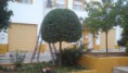 /album/poda-de-recorte/dsc-0388-jpg1/