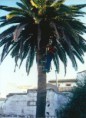 /album/fotogaleria-palmeras/a7-jpg/