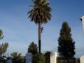 /album/fotogaleria-palmeras/dsc00063-jpg/